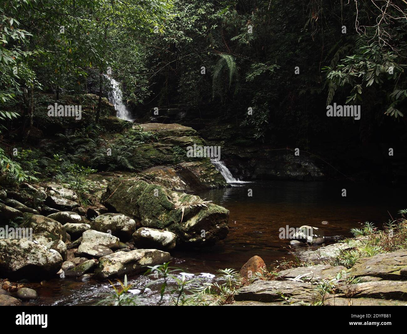 Trekking in Bach Ma mountain National park in Central Vietnam Stock ...