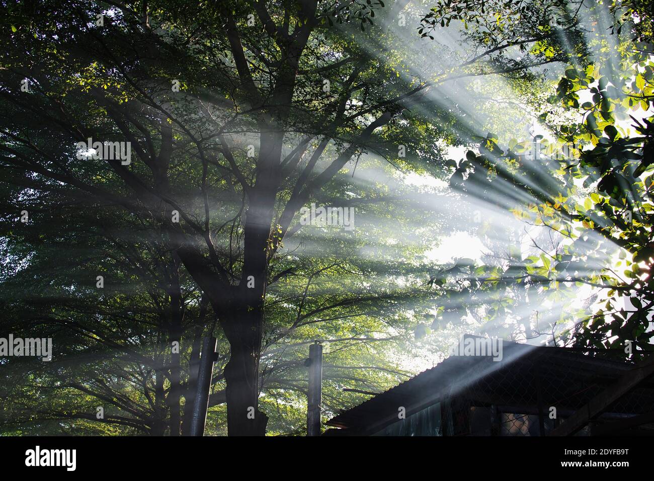 Sunlight through leaves Stock Photo