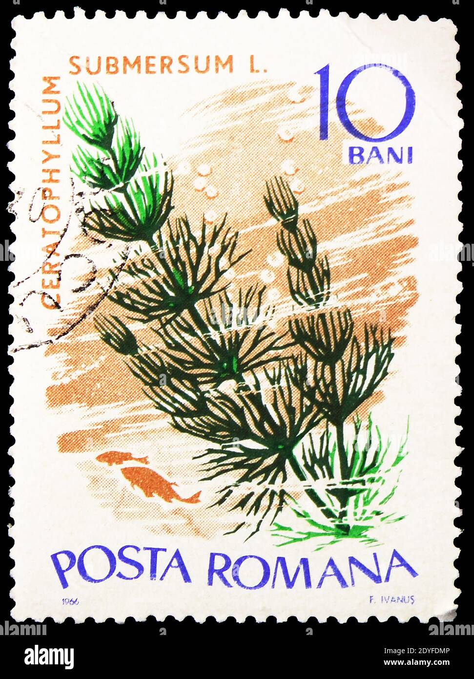 MOSCOW, RUSSIA - MAY 25, 2019: Postage stamp printed in Romania shows Soft Hornwort (Ceratophyllum submersum), Water plants serie, circa 1966 Stock Photo