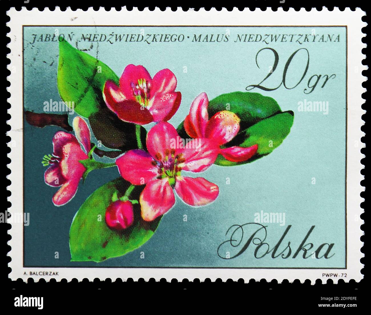 MOSCOW, RUSSIA - MAY 25, 2019: Postage stamp printed in Poland shows Malus niedzwetzkyana, Blossoms In Natural Colors serie, circa 1971 Stock Photo