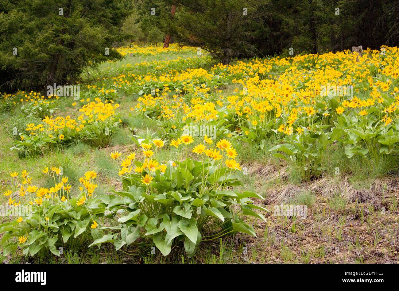 Wildflowers side of mountain hires stock photography and images Alamy