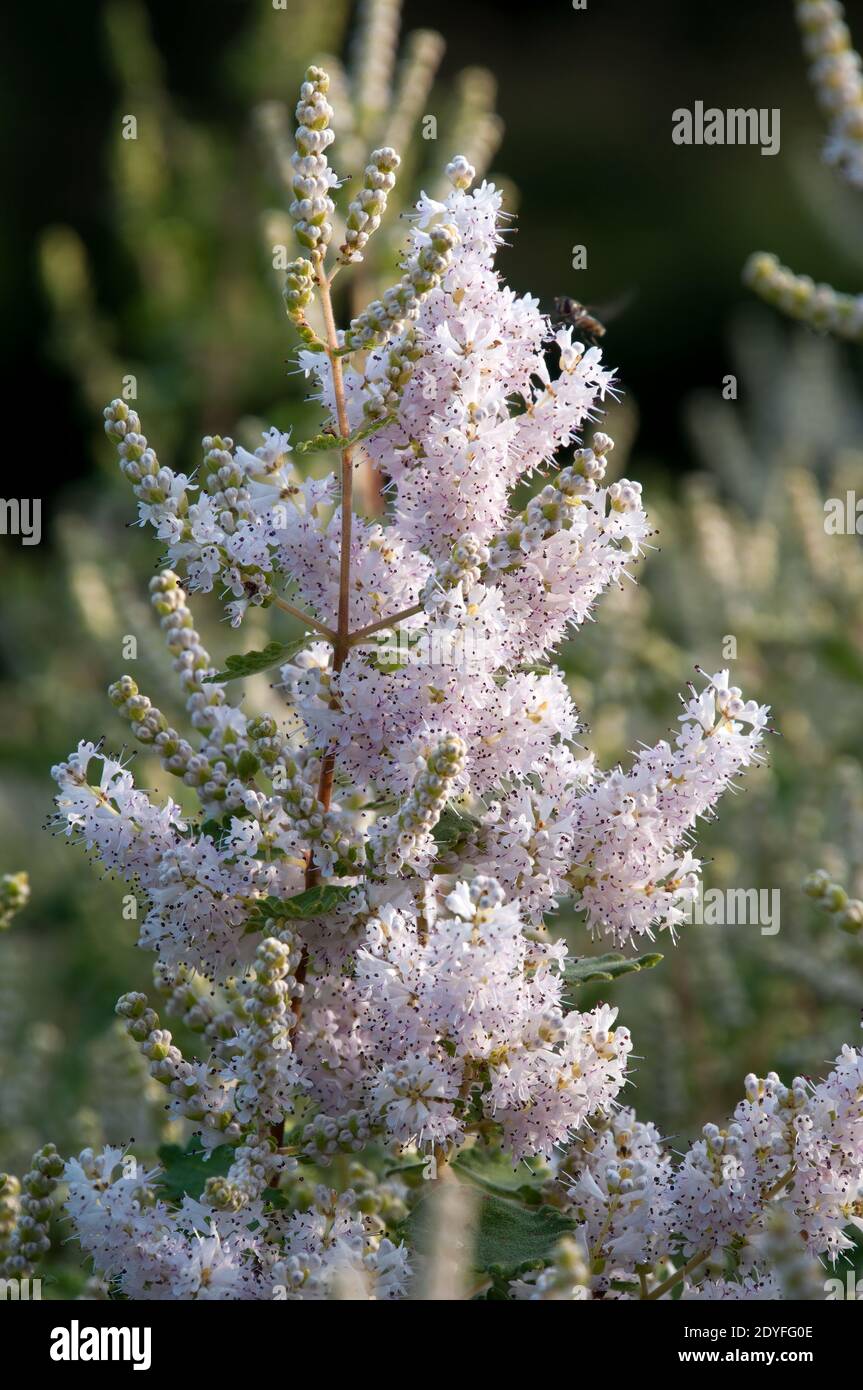 Sydney Australia, flowering stem of a tetradenia riparia or misty plume bush native to southern africa Stock Photo