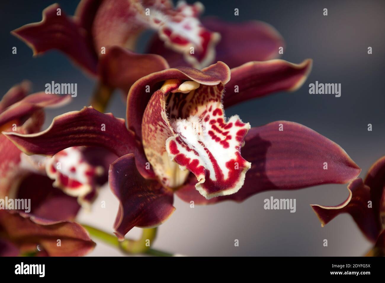 Sydney Australia, orchid with dark petals in winter sunlight Stock