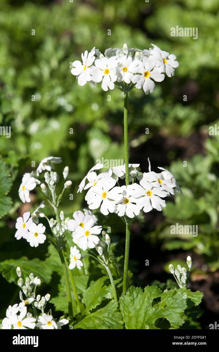 Sydney Australia, stem of a primula malacoides or fairy primrose with ring of small white flowers Stock Photo