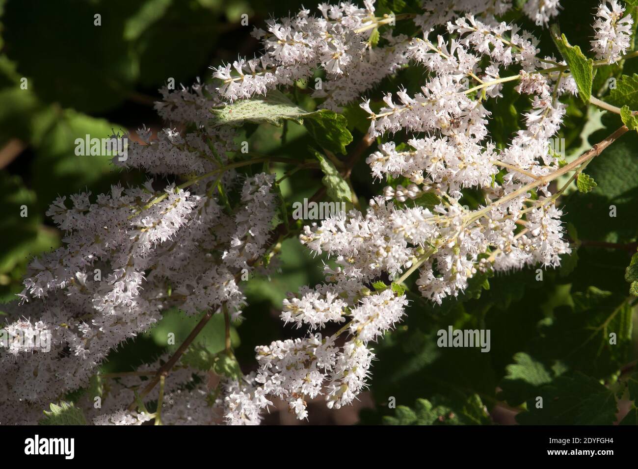 Sydney Australia, small flowers of a tetradenia riparia or misty plume bush Stock Photo