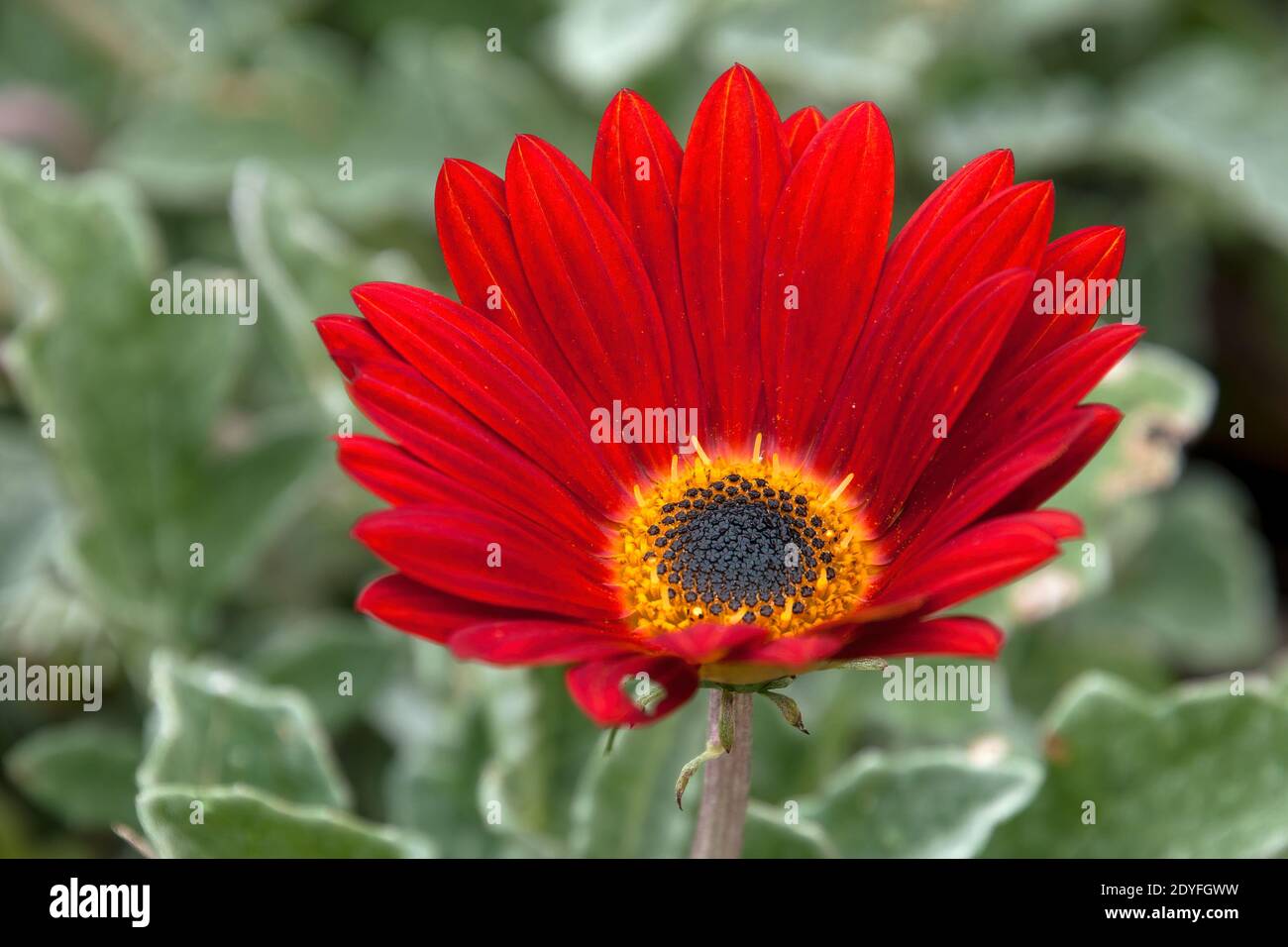 Sydney Australia, vibrant red flower of an arctotis or safari daisy Stock Photo