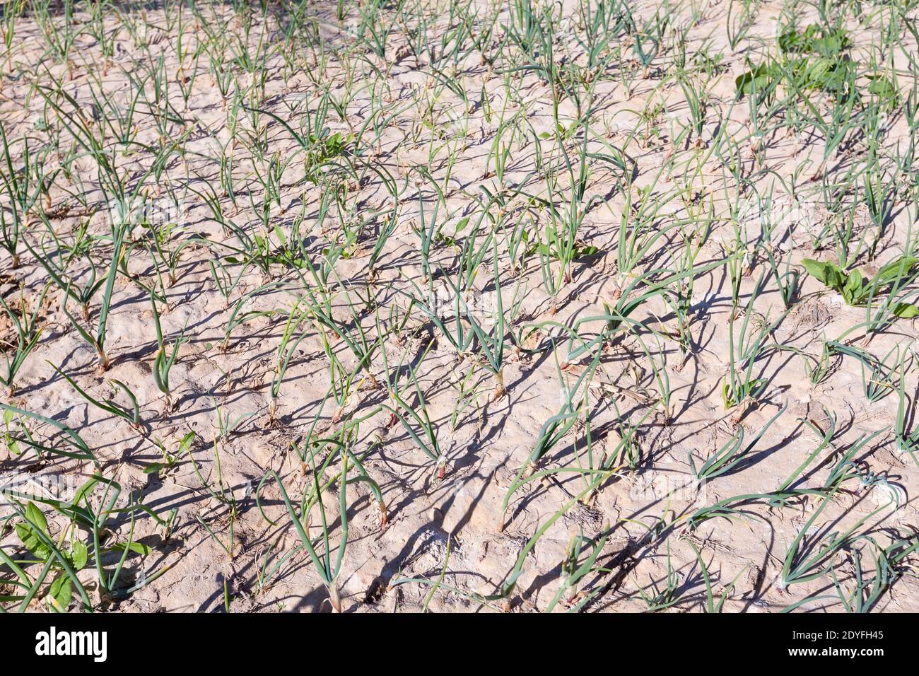 Onion farming, Egypt Stock Photo Alamy