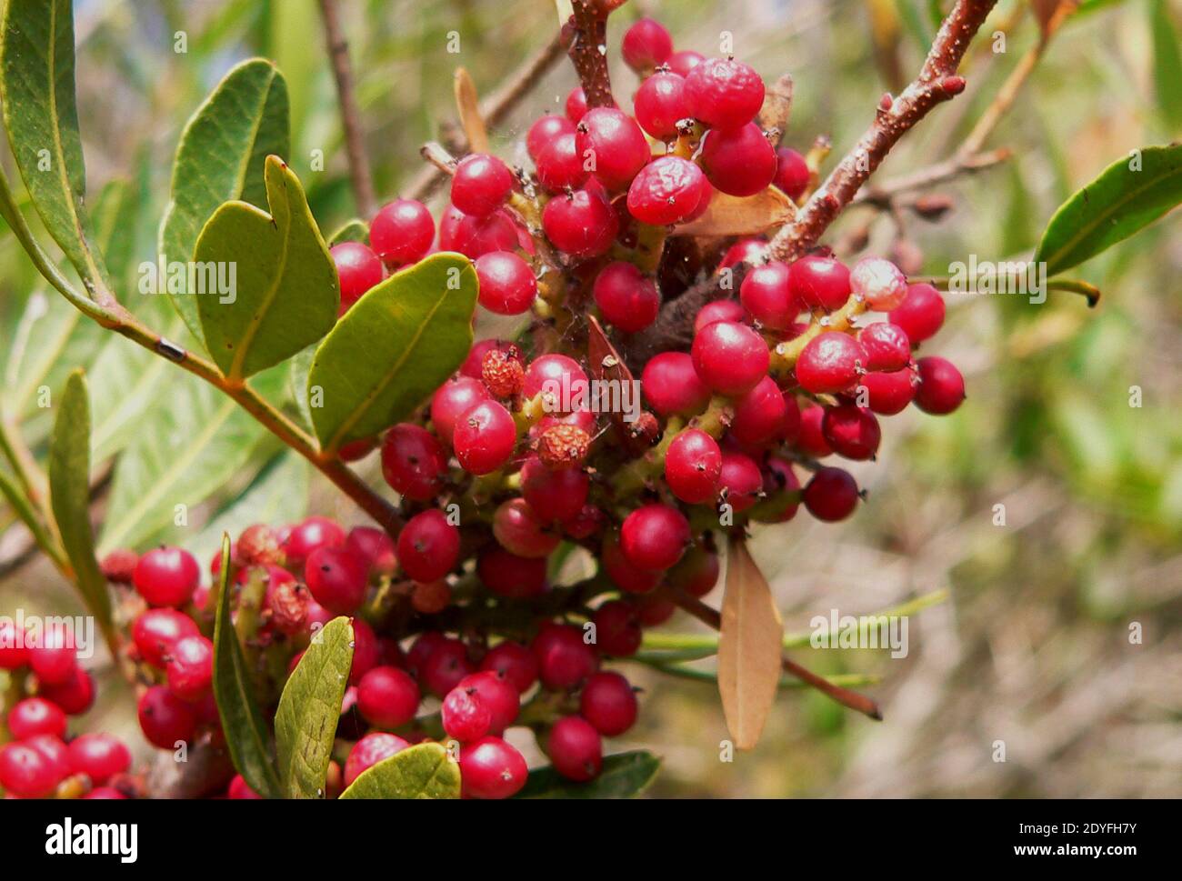 Pistacia lentiscus close-up Stock Photo