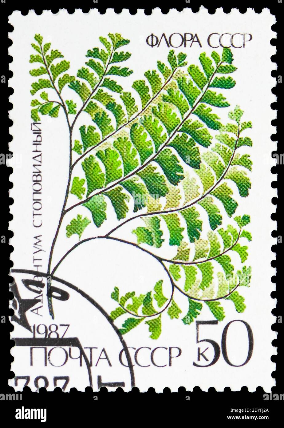 MOSCOW, RUSSIA - MAY 25, 2019: Postage stamp printed in Soviet Union shows Adiantum pedatum, Ferns serie, circa 1987 Stock Photo