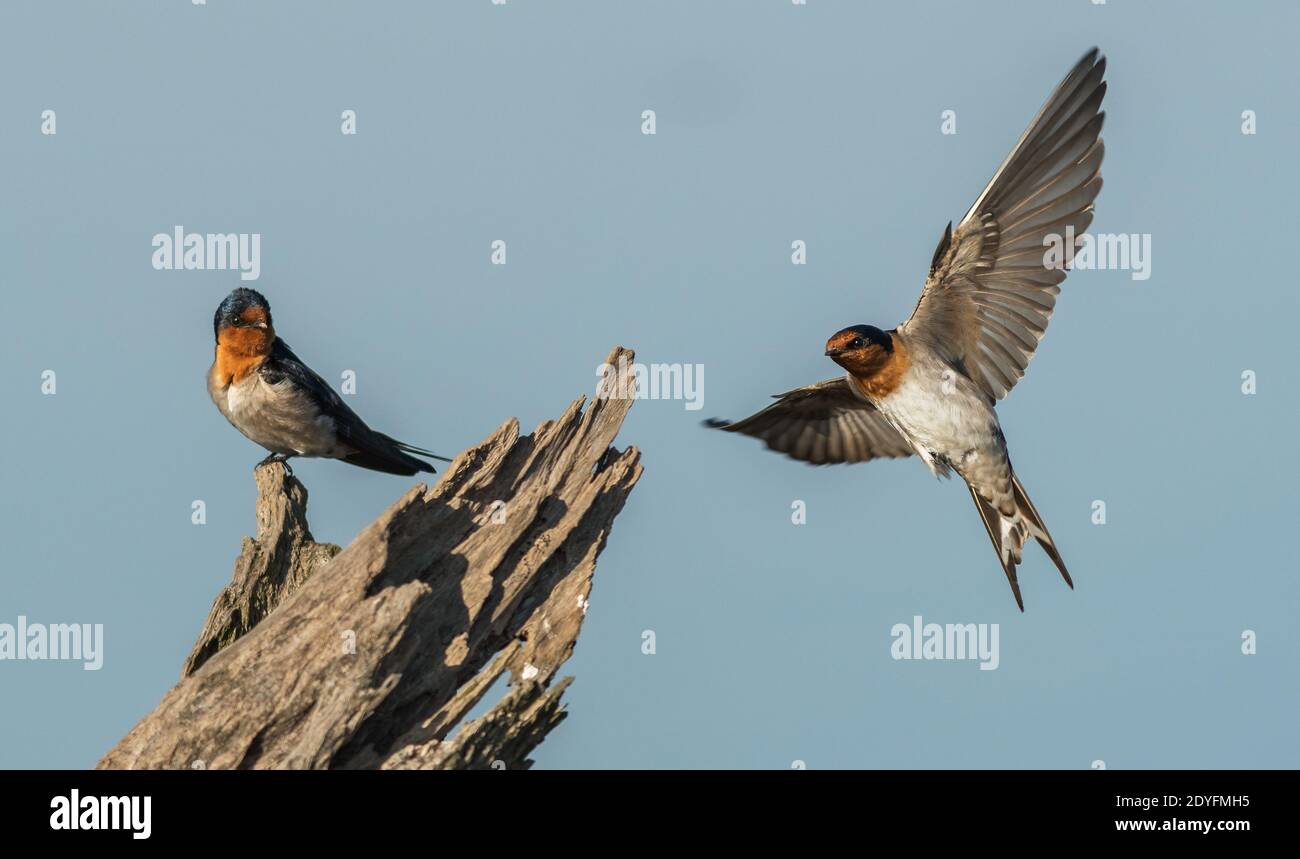 The welcome swallow (Hirundo neoxena) is a small passerine bird in the swallow family. It is a species native to Australia and nearby islands, and sel Stock Photo