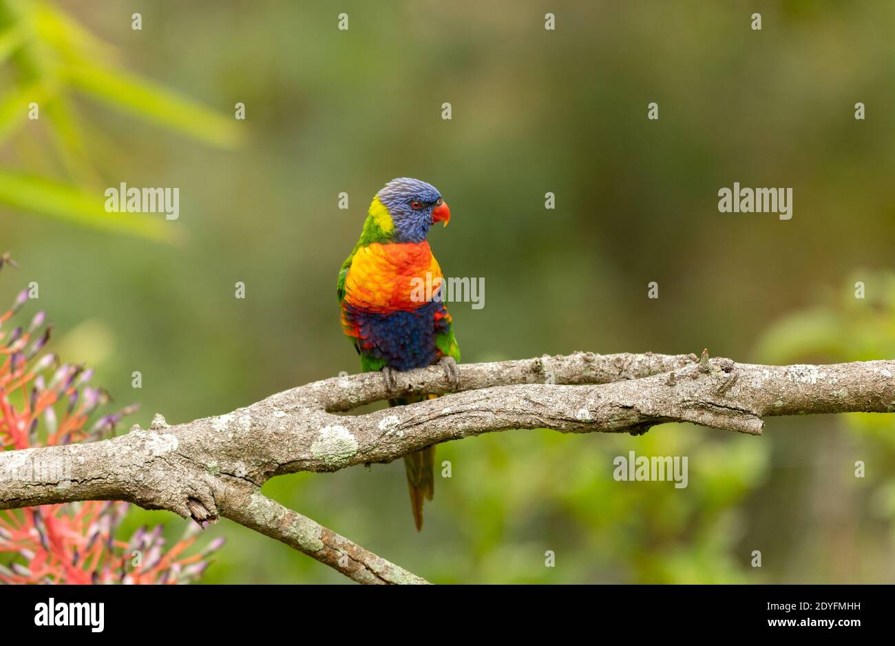 Rainbow Lorikeet (Trichoglossus haematodus) on a branch, colorful birds found across Australia. Stock Photo