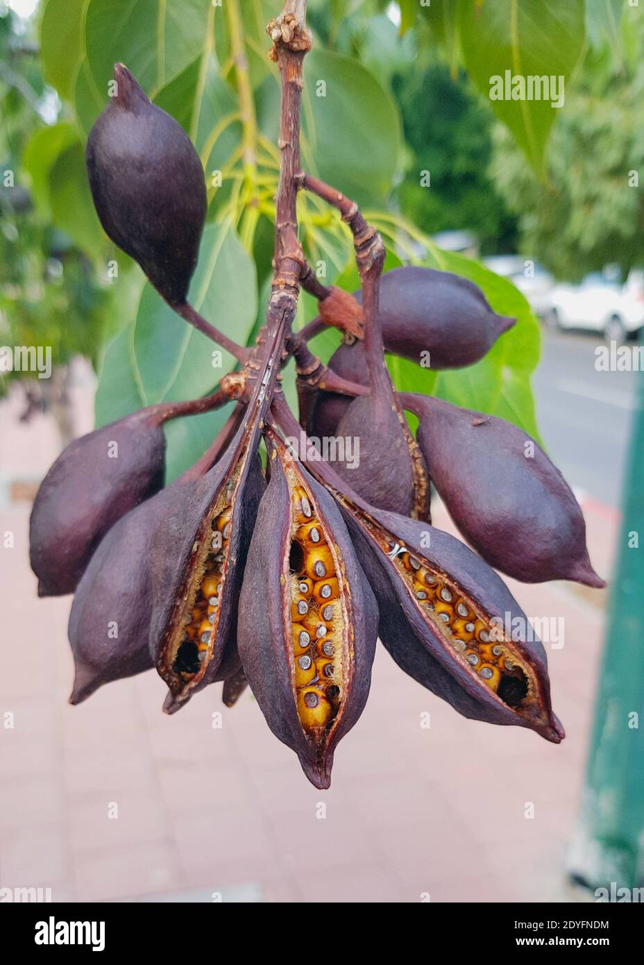 Fruits of the tree Brachychiton populneus or kurrajong. An unusual