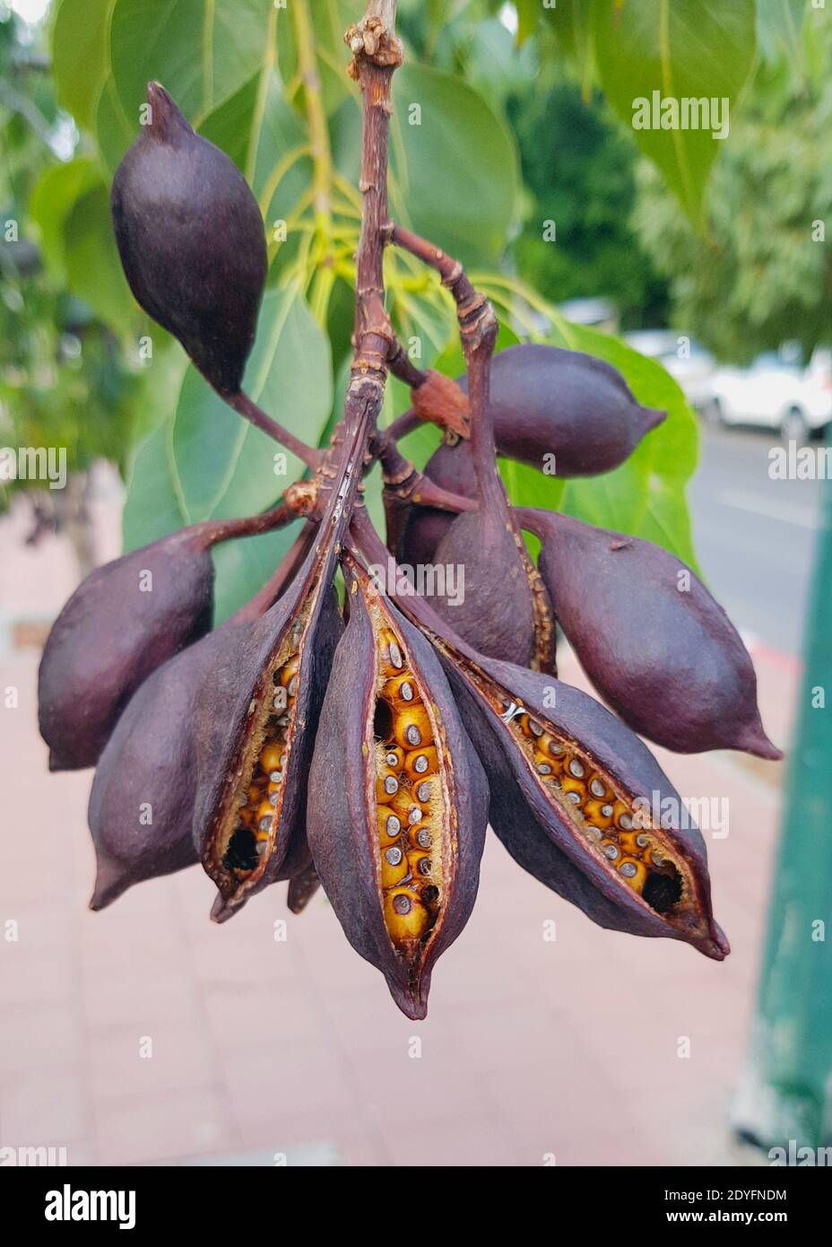 Fruits of the tree Brachychiton populneus or kurrajong. An unusual plant is native from Australia. Soft focus background, lifestyle. Stock Photo