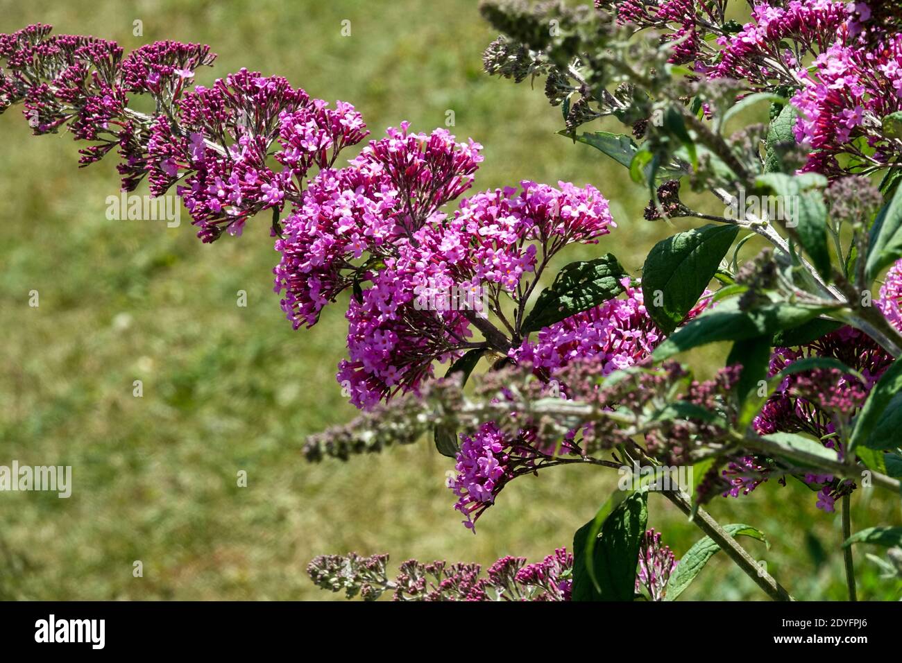 Buddleja Pink Delight Buddleia Stock Photo