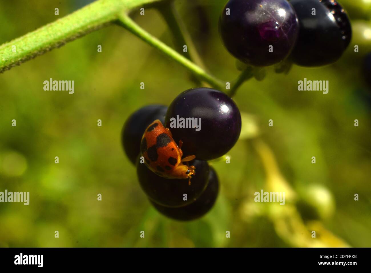 A ladybug perched on black nightshade fruits Stock Photo
