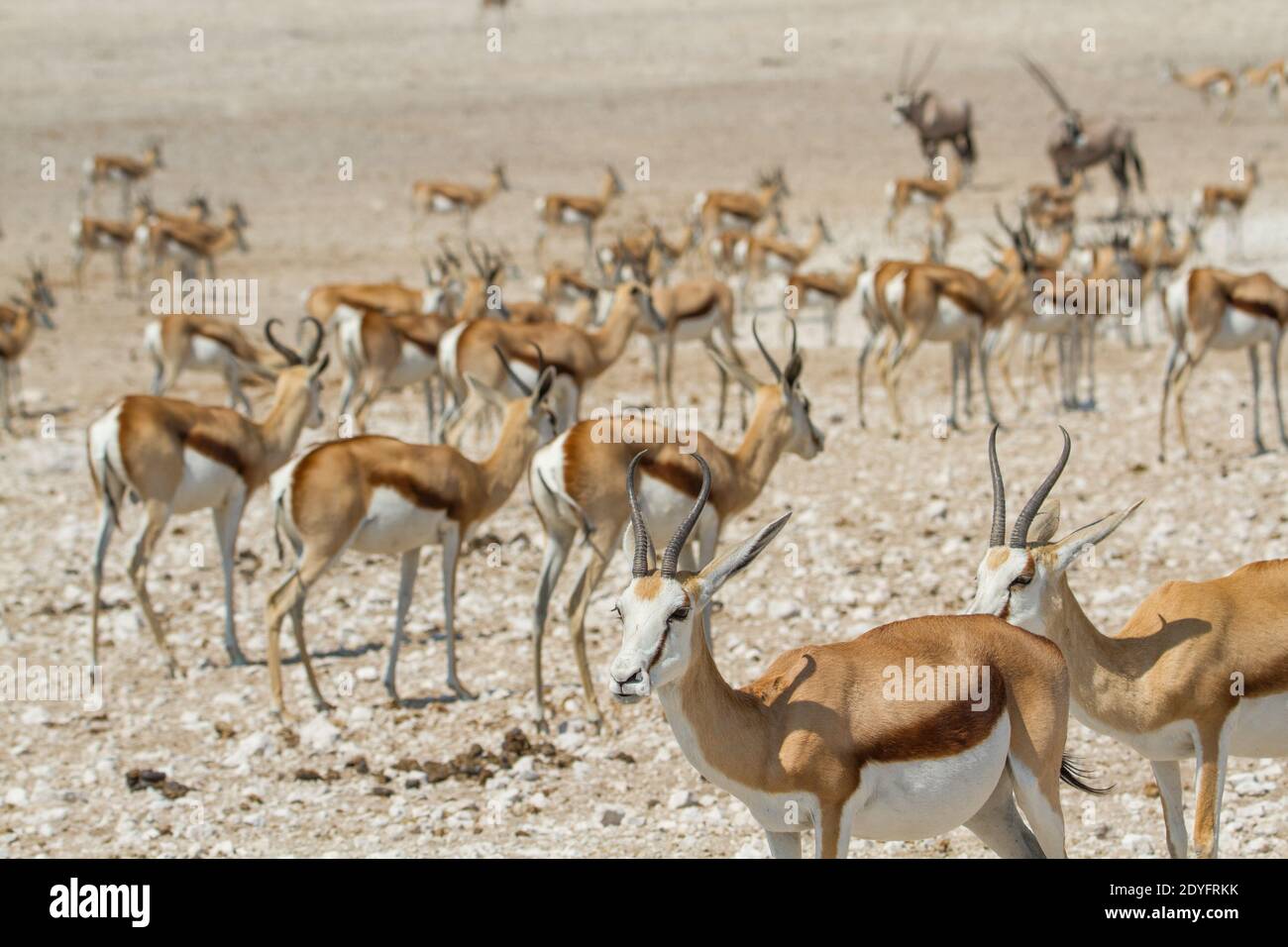 Large group of african safari animals at waterhole, Etosha, Namibia (antelopes, springbok) Stock Photo