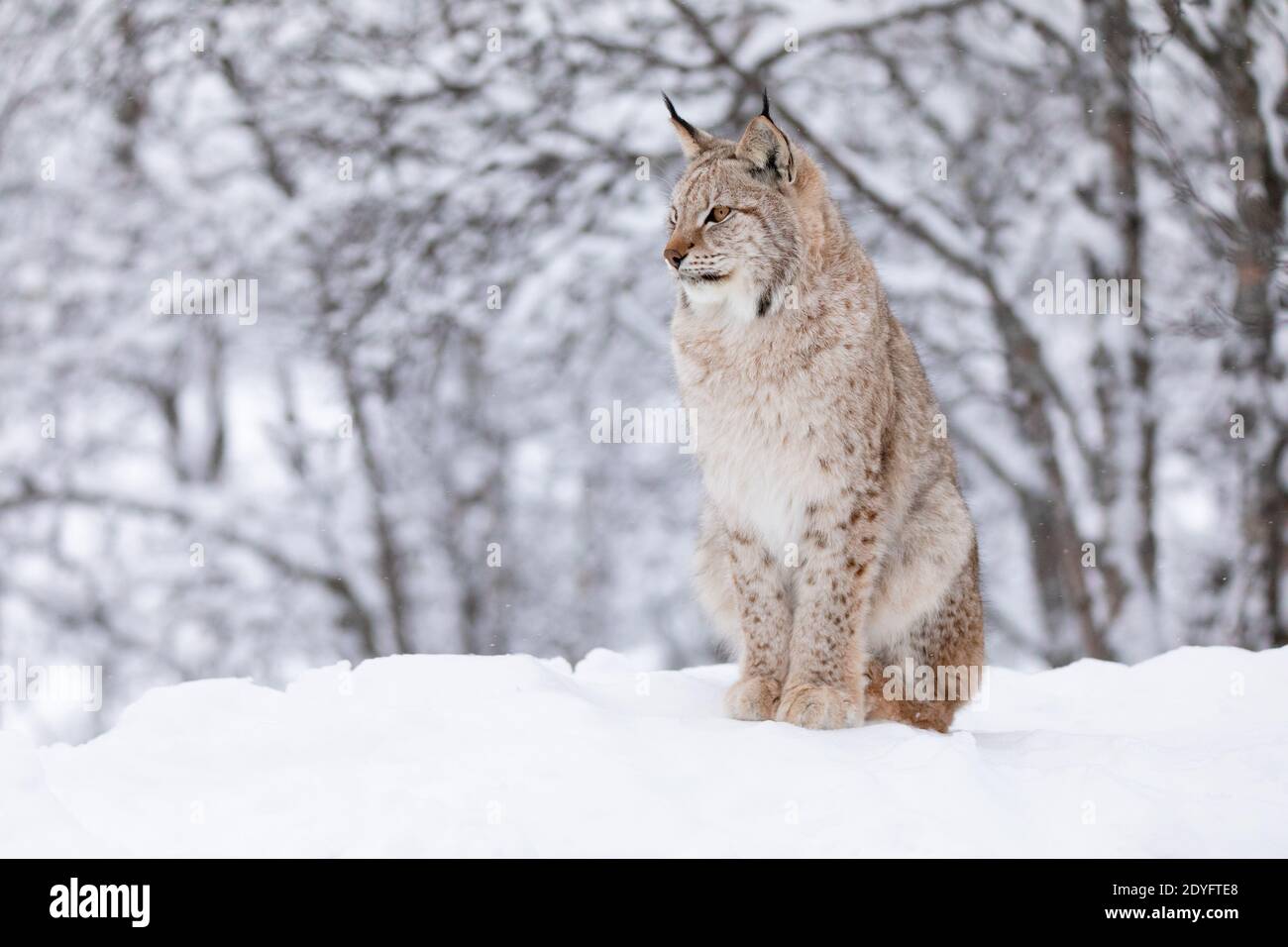 Portrait of beautiful lynx cat in the winter snow Stock Photo - Alamy