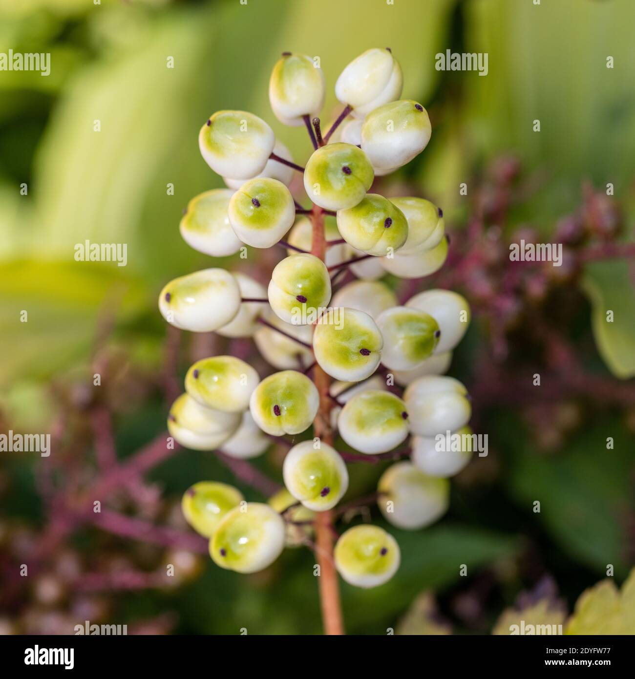 European Baneberry, Röd trolldruva (Actaea erythrocarpa) Stock Photo