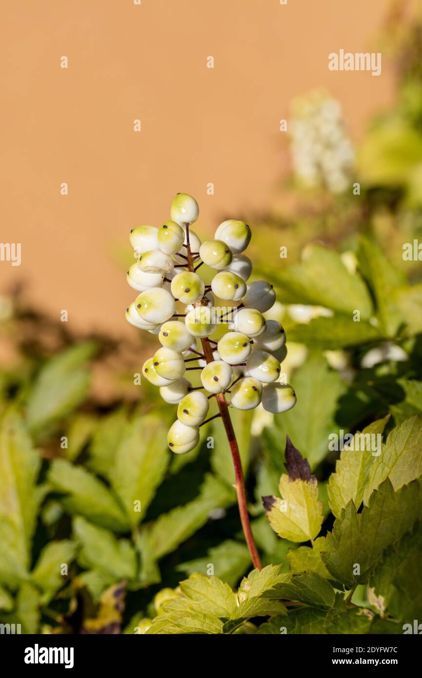 European Baneberry, Röd trolldruva (Actaea erythrocarpa) Stock Photo