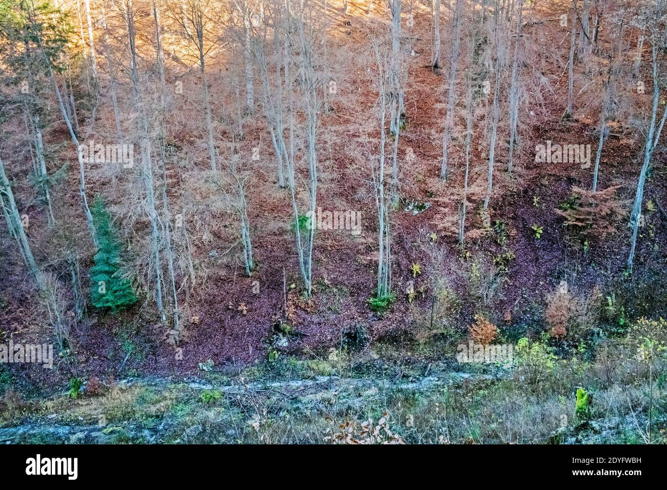 Autumn deciduous forest, Big Fatra mountains, Slovak republic. Hiking theme. Seasonal natural scene. Stock Photo