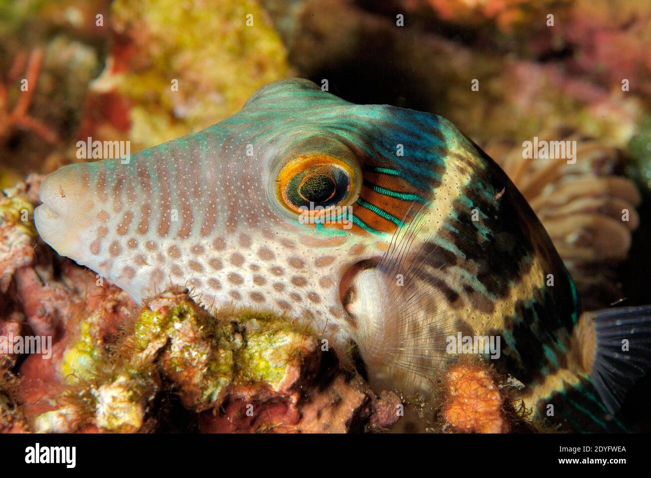 Black-Saddled Toby, 'Canthigaster valentini', Sleeping On Corals, Close Up, Lembeh, Manado, North Sulawesi, Indonesia Stock Photo