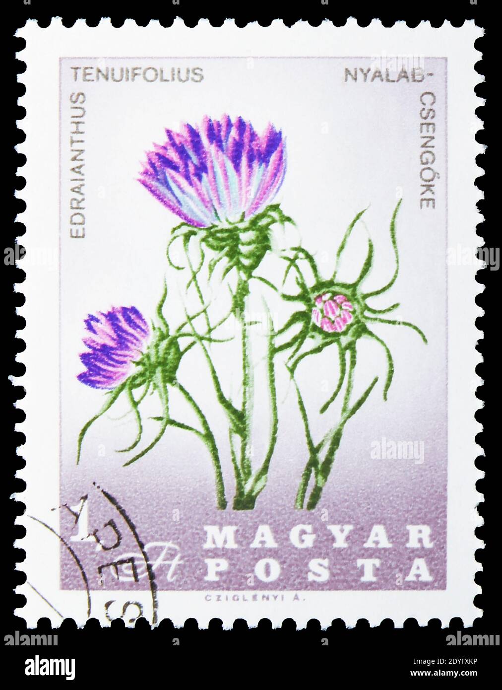 MOSCOW, RUSSIA - JULY 19, 2019: Postage stamp printed in Hungary shows Grassy Bells (Edraianthus tenuifolius), Flowers of the Carpathian Basin serie, Stock Photo