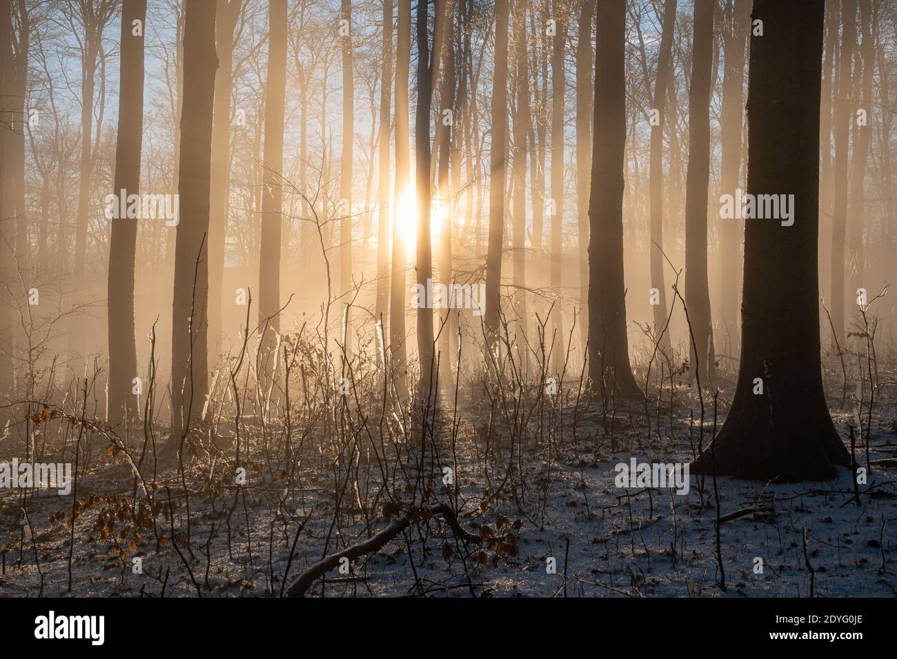 An image of a beautiful tree in the fog Stock Photo - Alamy
