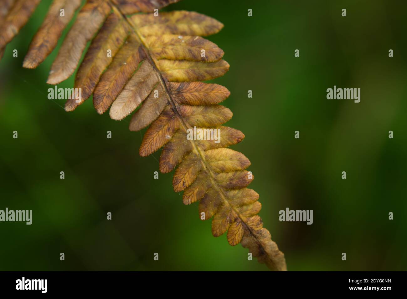 Brown yellow fern leaf on a green background Stock Photo