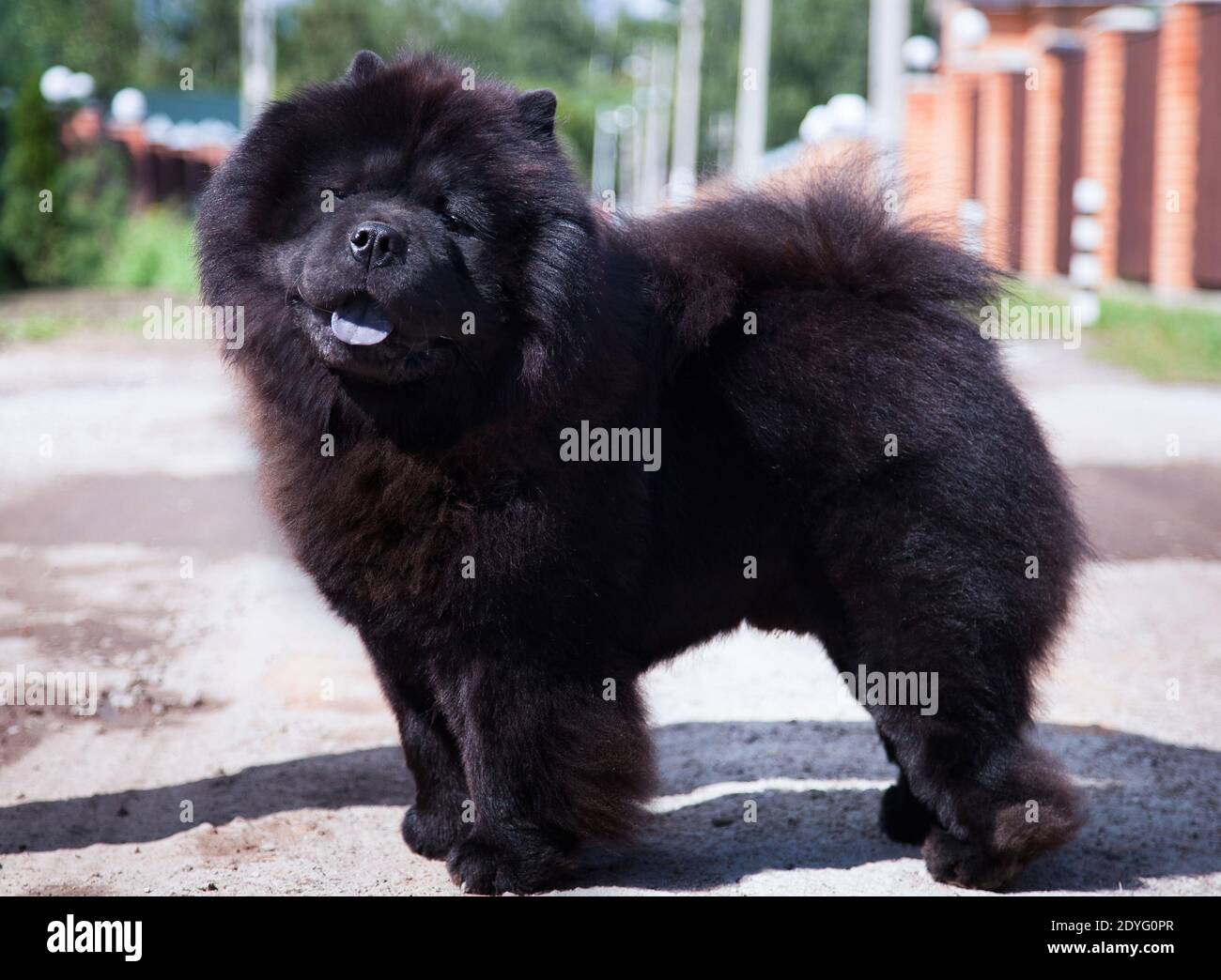 A large black shaggy dog of the Chow Chow breed, with open mouth and sticking out blue tongue, stands on the track Stock Photo
