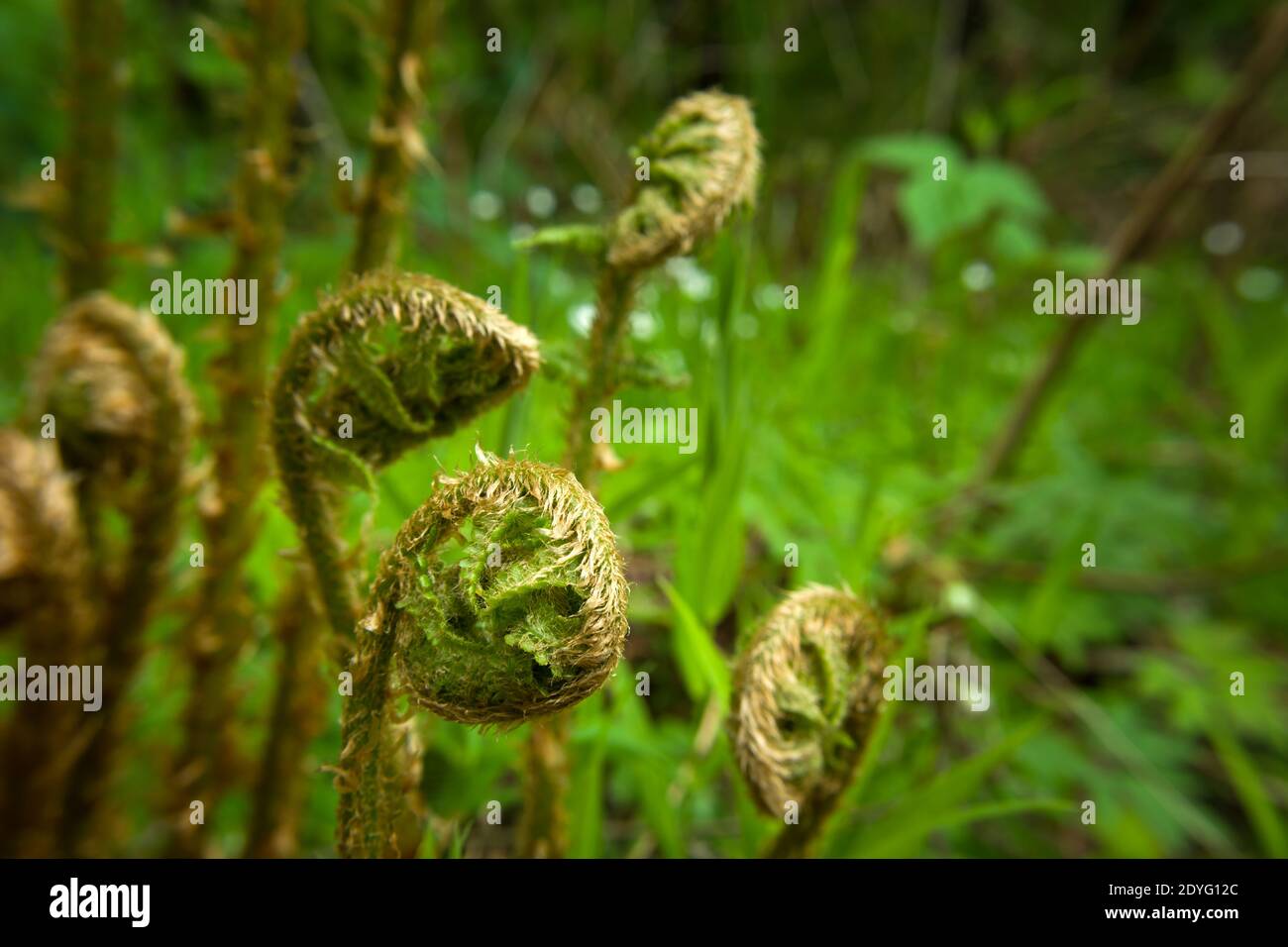 Curled up young ferns in the green forest Stock Photo - Alamy