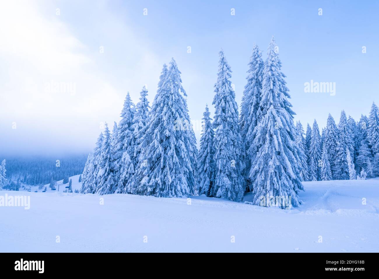 Tree Snow Ground Pine trees on the snowy ground in winter; beautiful snow scenery Stock ...