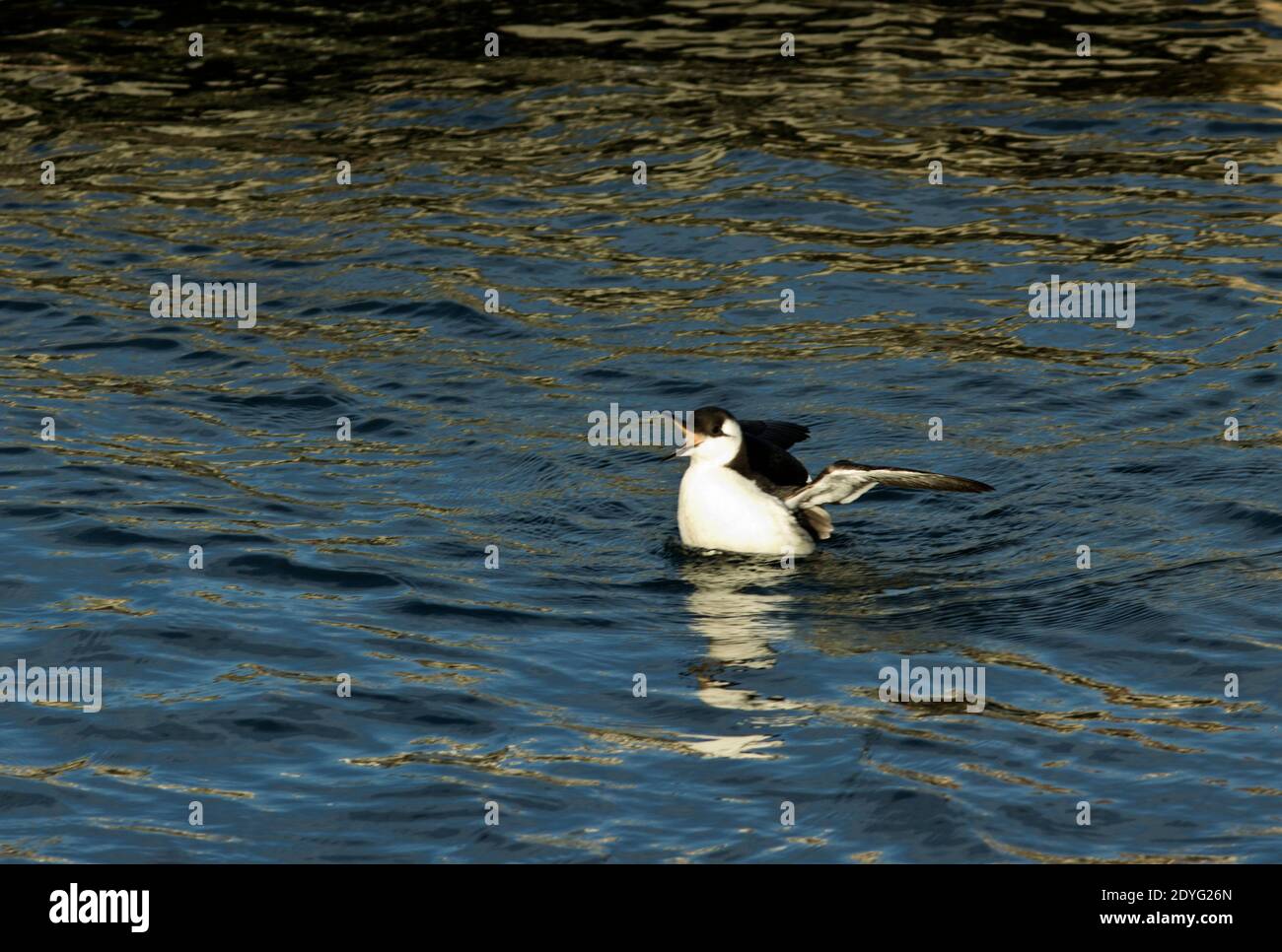 A Guillemot in winter plumage stretches its wings after a dive searching for food in Scarborough harbour. Stock Photo