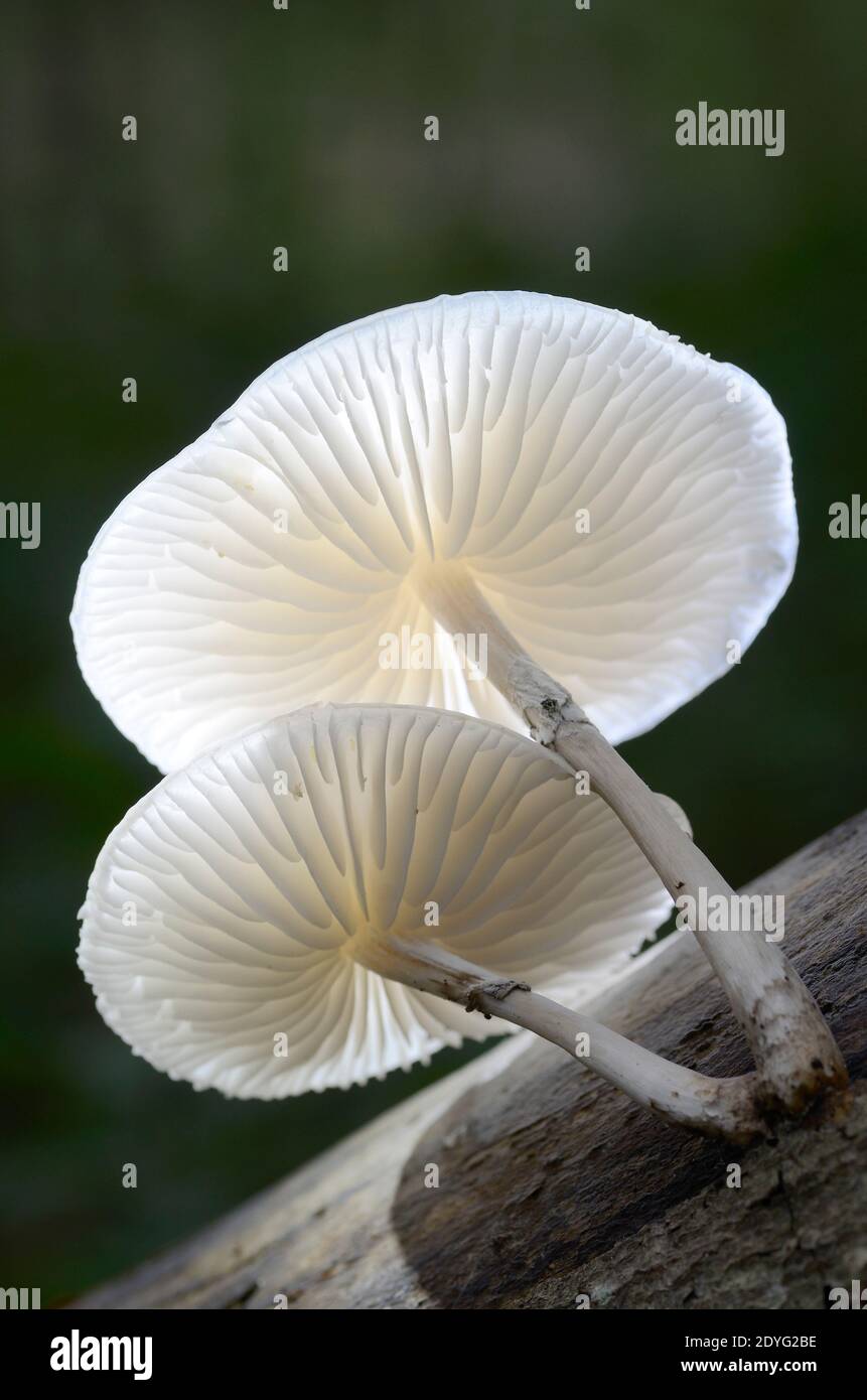 Oudemansiella mucida, a fungus that grows on tree trunks Stock Photo