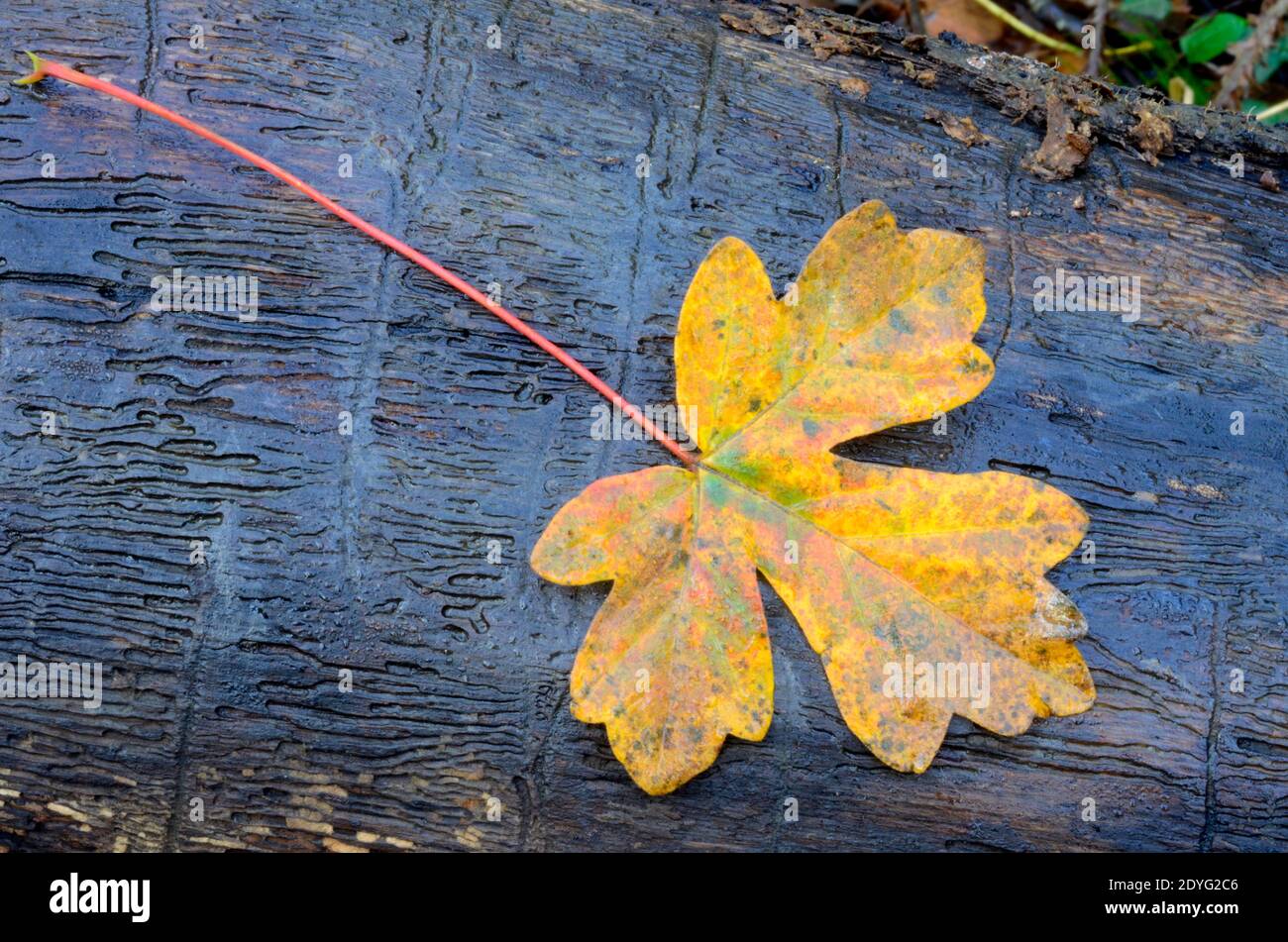 Maple leaves (Acer campestre) fallen on a tree trunk Stock Photo - Alamy