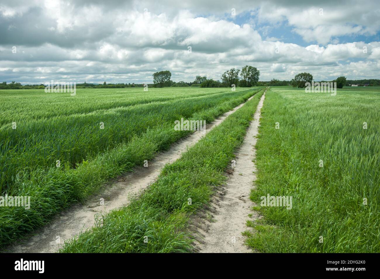 Country road through green fields with grain, spring view Stock Photo ...
