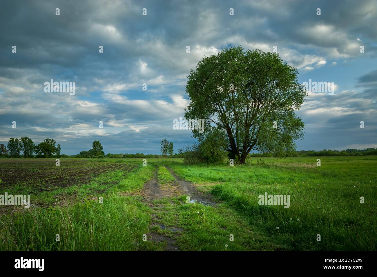 Country road and tall deciduous tree, clouds on the sky, spring day Stock Photo