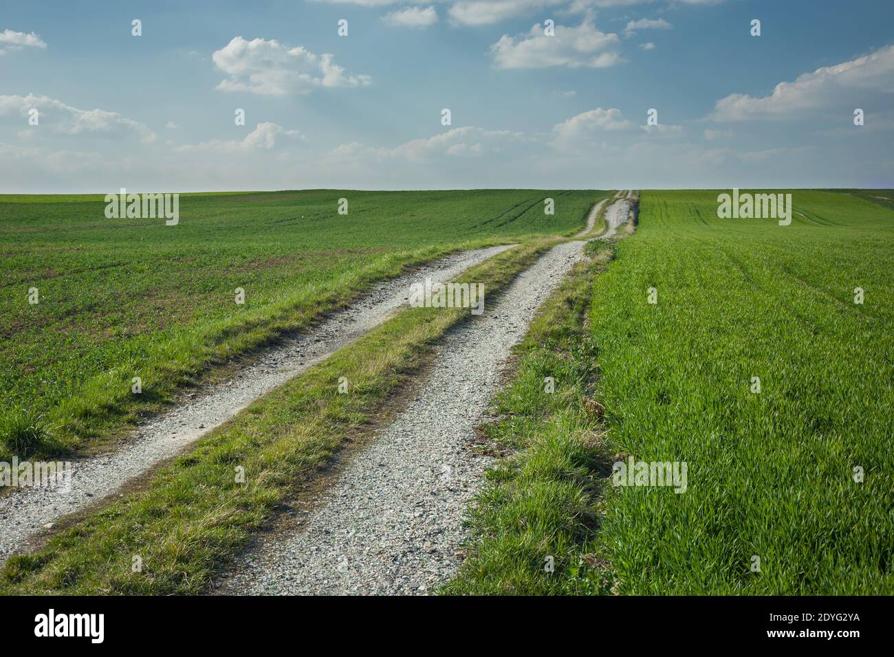 Rural road through a green field on a hill, spring view Stock Photo