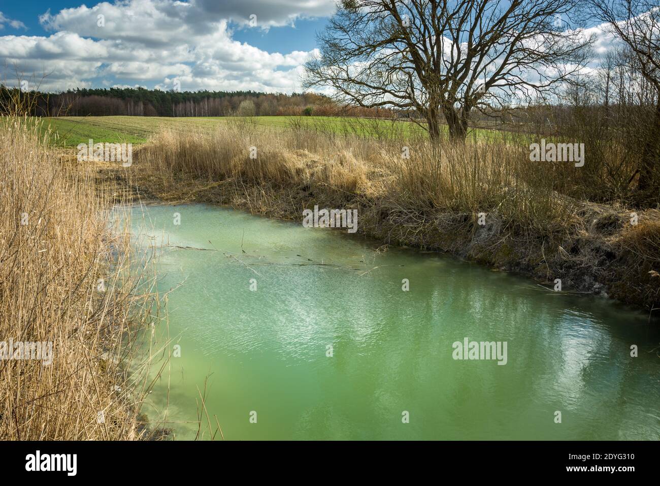 A small green pond with reeds, tree and fields, spring day Stock Photo