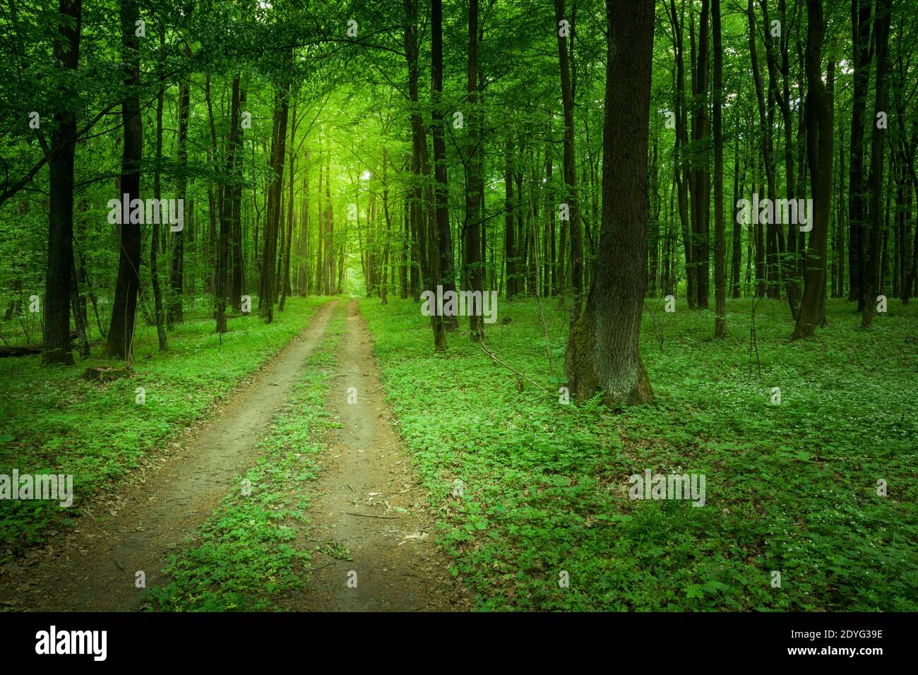 Dirt road through the green forest, spring day Stock Photo