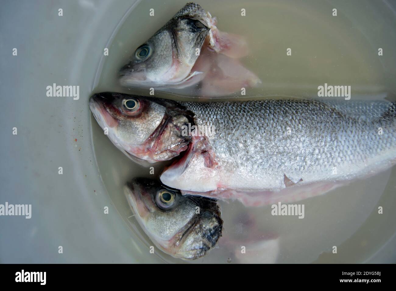three sea bass, two with heads only remaining, in a bowl of murky water prior to cooking Stock Photo