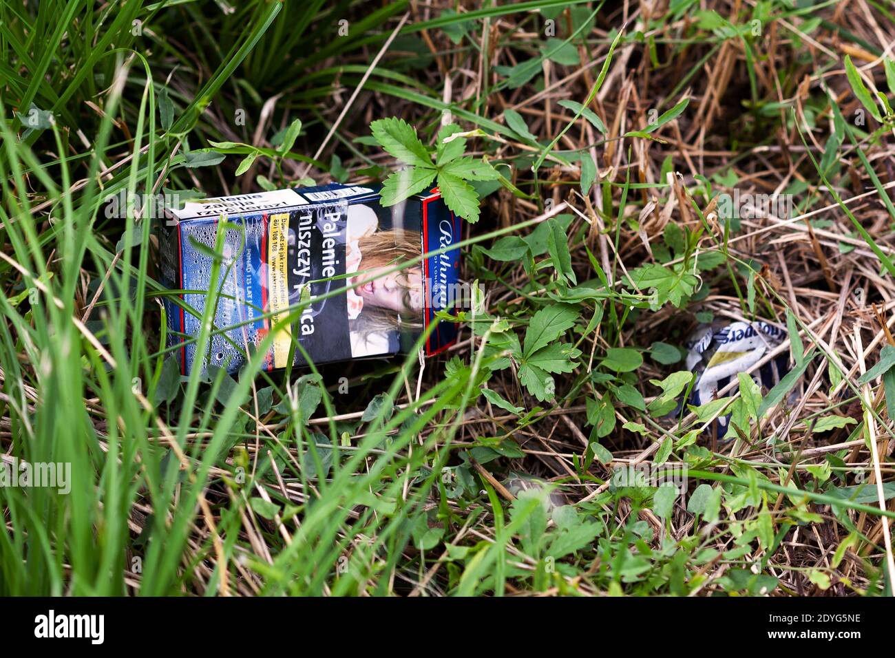 Empty pack, box of Polish cigarettes thrown away on the ground, garbage laying in the grass, closeup. Littering, trash, quitting smoking, habits Stock Photo