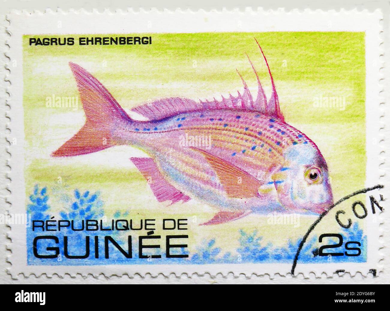MOSCOW, RUSSIA - AUGUST 4, 2019: Postage stamp printed in Guinea shows Goldenhead Porgy (Pagrus ehrenbergi), Fish serie, circa 1980 Stock Photo