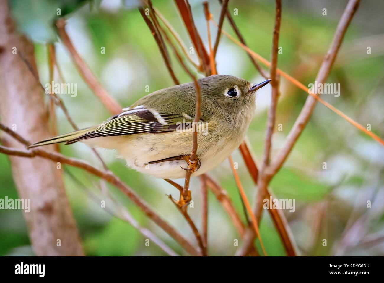 Rubycrowned kinglet in South Carolina Stock Photo Alamy