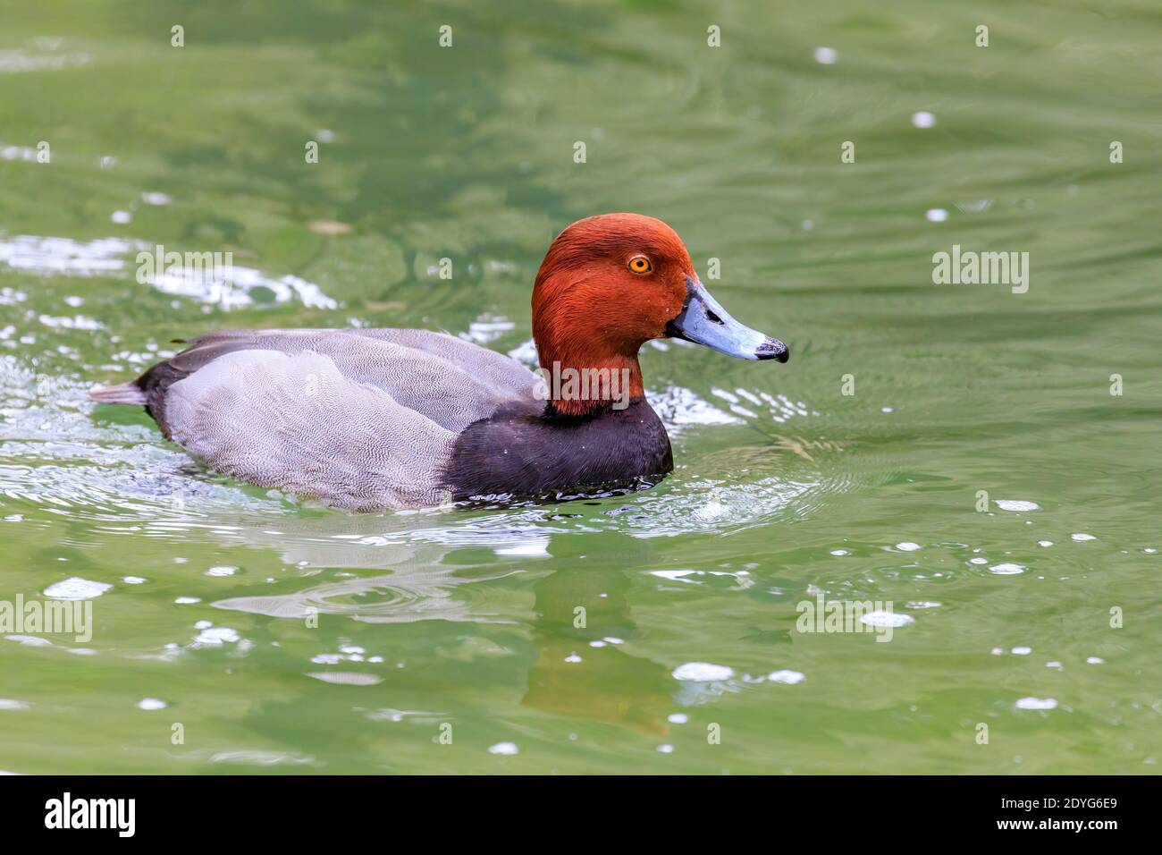 Redhead duck hi-res stock photography and images - Alamy