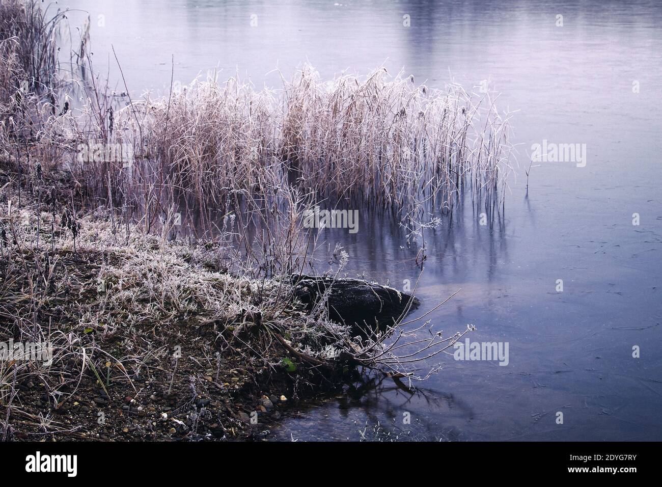 Frosted grass growing in frozen lake with piece of underwater wood ...