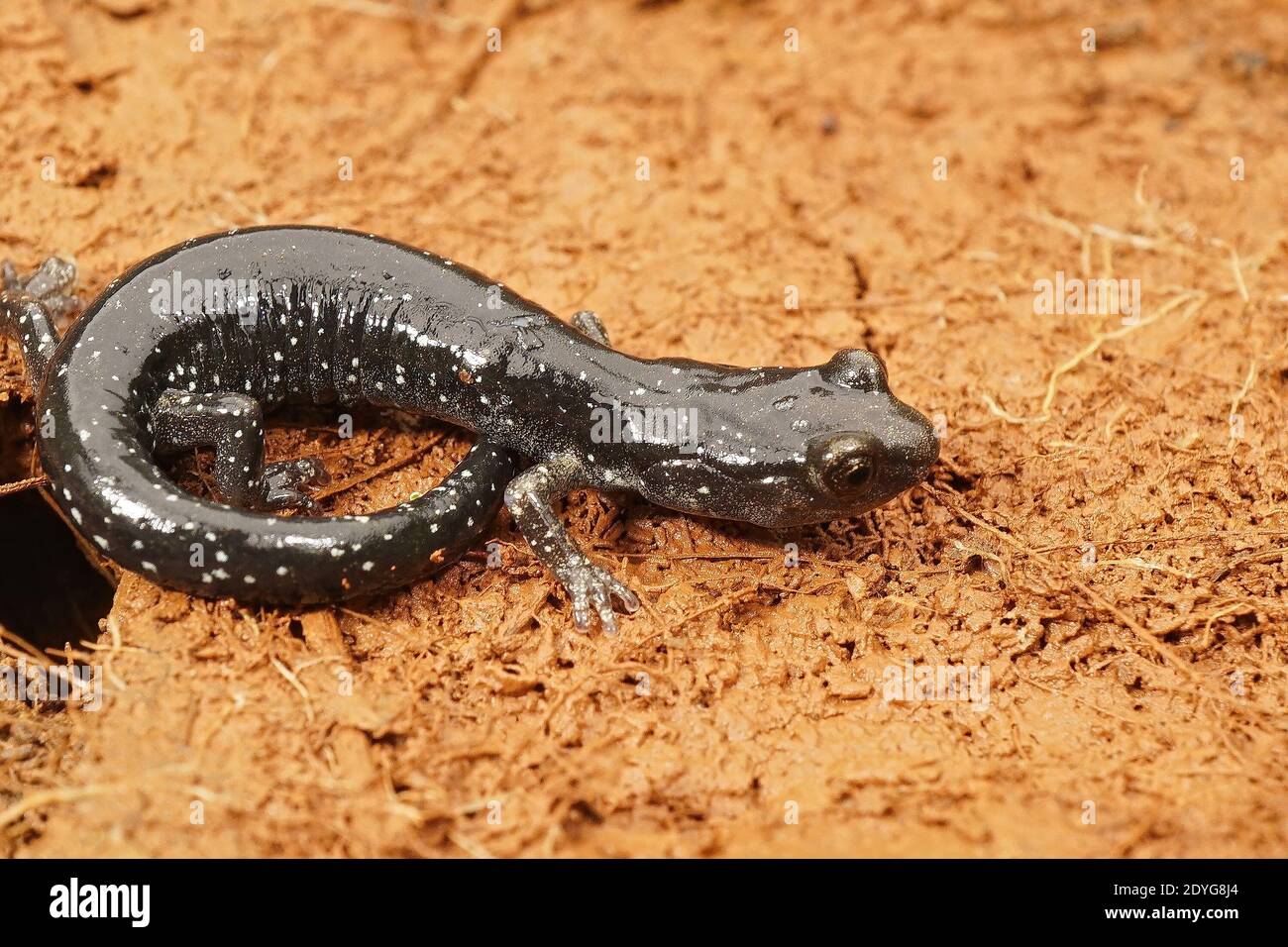 Closeup of a subadult black salamander , Aneides flavipunctatus from North California Stock Photo