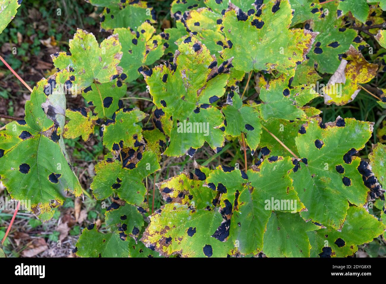 Tar spots, a leaf spot disease caused by the fungus Rhytisma acerinum on sycamore leaves beside the River Thames, Barnes, London, UK. Stock Photo