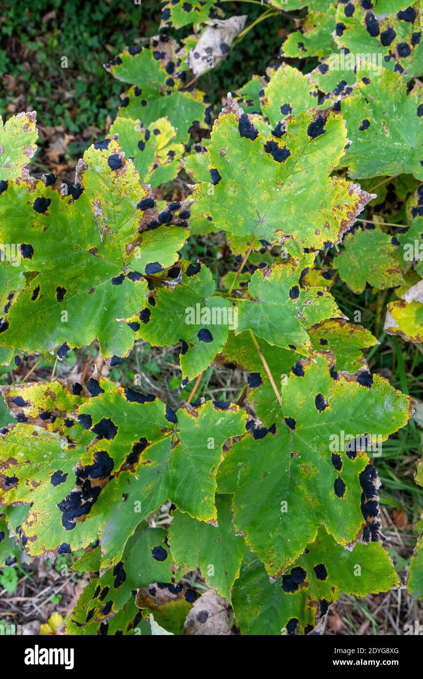 Tar spots, a leaf spot disease caused by the fungus Rhytisma acerinum