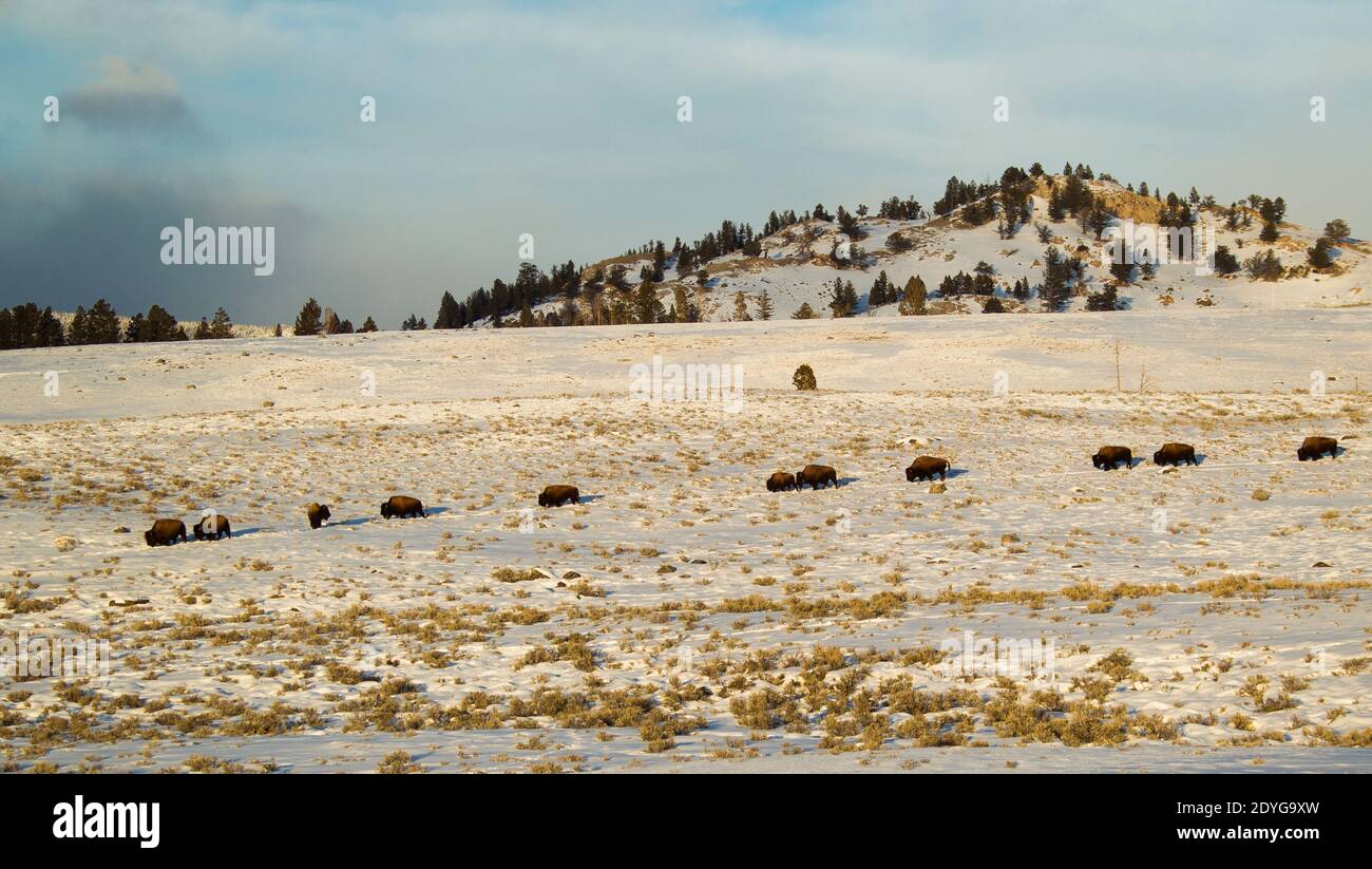 American Bison (Bison bison) in snowy meadow with mountain background ...