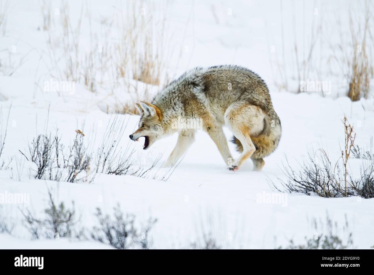 Coyote (Canis latrans) retreating from a pursuer Stock Photo